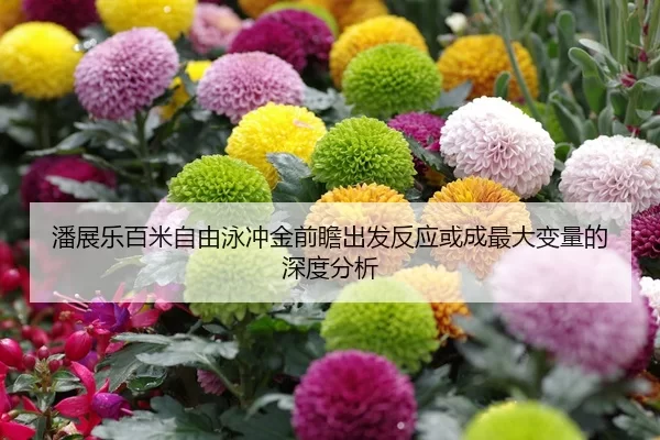 潘展乐百米自由泳冲金前瞻出发反应或成最大变量的深度分析