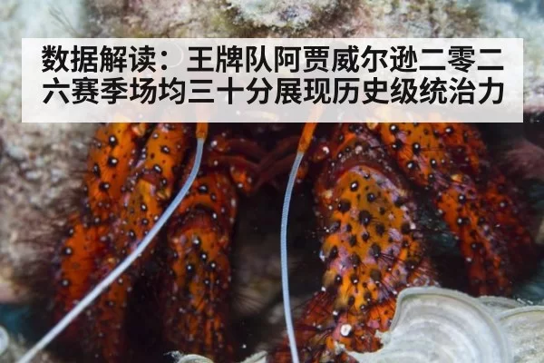 数据解读:王牌队阿贾威尔逊二零二六赛季场均三十分展现历史级统治力